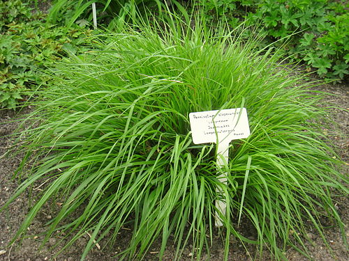 Pennisetum alopecuroides